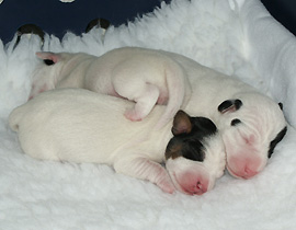 JRT
